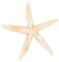illustrazione dell'acquerello di stelle marine o stelle marine png