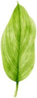 rama de hojas tropicales verdes frescas de acuarela para decoración png