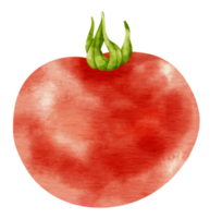 estilo de acuarela de tomate rojo para elemento decorativo de acción de gracias