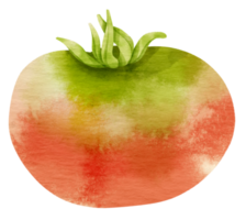 estilo aquarela de tomate para elemento decorativo de ação de graças png