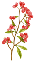 Branch of Red berries watercolor style Decorative Element png