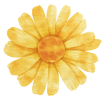 aquarela de flor amarela pintada para elemento decorativo png