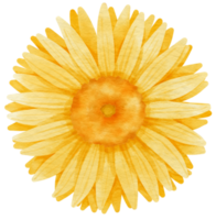 acuarela de flor amarilla pintada para elemento decorativo png
