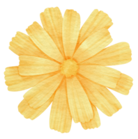 Yellow flower watercolor painted for Decorative Element png