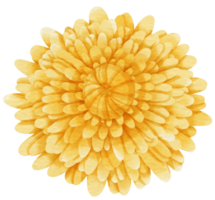 aquarelle fleur jaune peinte pour élément décoratif png