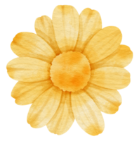 Yellow flower watercolor painted for Decorative Element png