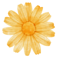 aquarela de flor amarela pintada para elemento decorativo png