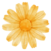 acuarela de flor amarilla pintada para elemento decorativo png