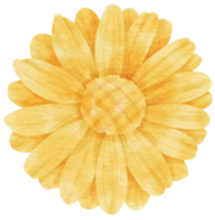 Yellow flower watercolor painted for Decorative Element png