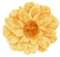 acuarela de flor amarilla pintada para elemento decorativo png