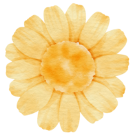 acuarela de flor amarilla pintada para elemento decorativo png