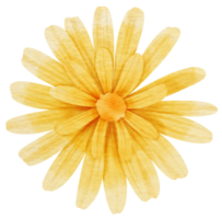 aquarelle fleur jaune peinte pour élément décoratif png