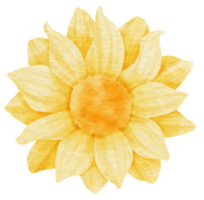 Yellow flower watercolor painted for Decorative Element png