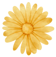 aquarelle fleur jaune peinte pour élément décoratif png