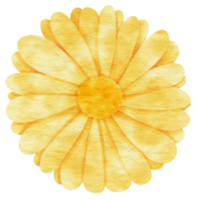 aquarelle fleur jaune peinte pour élément décoratif png