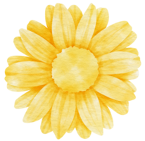 aquarelle fleur jaune peinte pour élément décoratif png