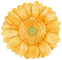 Yellow flower watercolor painted for Decorative Element png