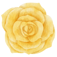Yellow rose flower watercolor painted for Decorative Element png