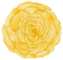 Yellow rose flower watercolor painted for Decorative Element png