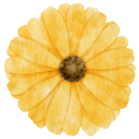 aquarelle fleur jaune peinte pour élément décoratif png