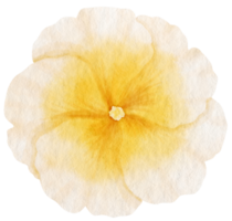 acuarela de flor amarilla pintada para elemento decorativo png