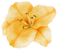 aquarela de flor de lírio amarelo pintada para elemento decorativo png