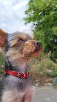 kleine en kleine schattige bruine puppyhond video