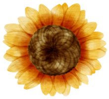 Sunflower flora watercolor style for Decorative Element png