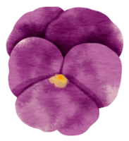 Lila Stiefmütterchen-Blumen-Aquarell-Stil für dekoratives Element png