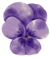 estilo de acuarela de flor de pensamiento púrpura para elemento decorativo png