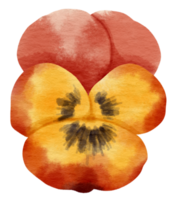 Red Pansy flower watercolor style for Decorative Element png