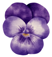 Lila Stiefmütterchen-Blumen-Aquarell-Stil für dekoratives Element png