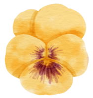 gelber stiefmütterchenblumen-aquarellstil für dekoratives element png