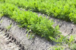 Field with carrot photo