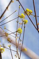 flowering maple, close up photo