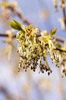 flowering maple, close up photo