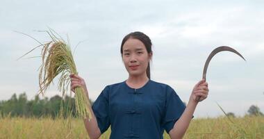 portret van een gelukkige aziatische jonge boerenvrouw die sikkel oogstrijst toont en naar de camera kijkt in het rijstveld. video