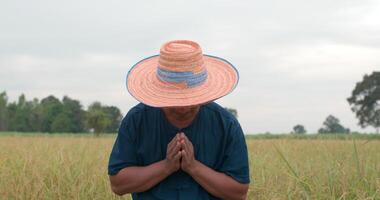toma en cámara lenta de un joven agricultor asiático feliz con sombrero mirando a la cámara y rindiendo respeto en el campo de arroz. video