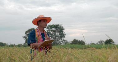 retrato de un agricultor asiático con sombrero con taparrabos comprobando el crecimiento de los campos de arroz en el portapapeles en el campo de arroz. video