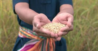 primo piano della mano dell'agricoltore che mostra il riso nella risaia. video