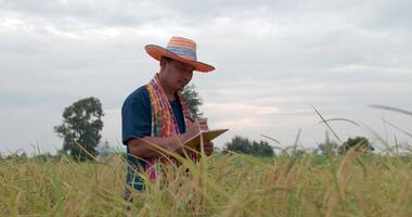 retrato de un agricultor asiático con sombrero con taparrabos comprobando el crecimiento de los campos de arroz en el portapapeles en el campo de arroz. video