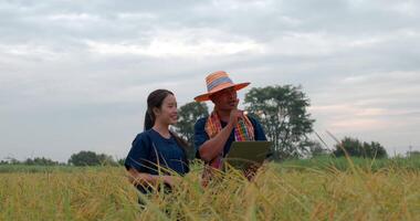 Portrait of Asian farmer man in hat with loincloth and young woman checking the growth of rice fields on laptop in the paddy field. video