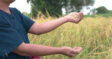 Close-up hand of farmer man in a blue dress showing rice in the paddy field. video