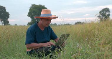 portret van een aziatische boer met een hoed met een lendendoek die de groei van rijstvelden op een laptop controleert terwijl hij op het rijstveld zit. video