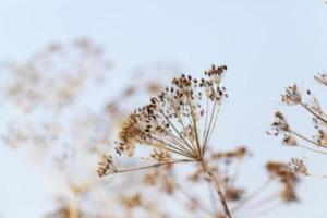 brown fennel stalk photo