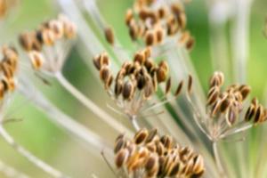 mature dill close-up photo