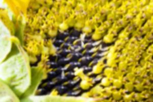 photographed close-up of a sunflower photo