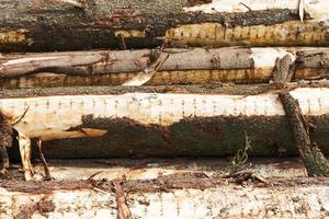 tree trunks, close up photo