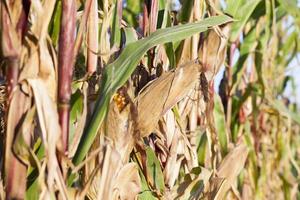 yellowed ripe corn photo