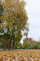 Sunny weather, park photo